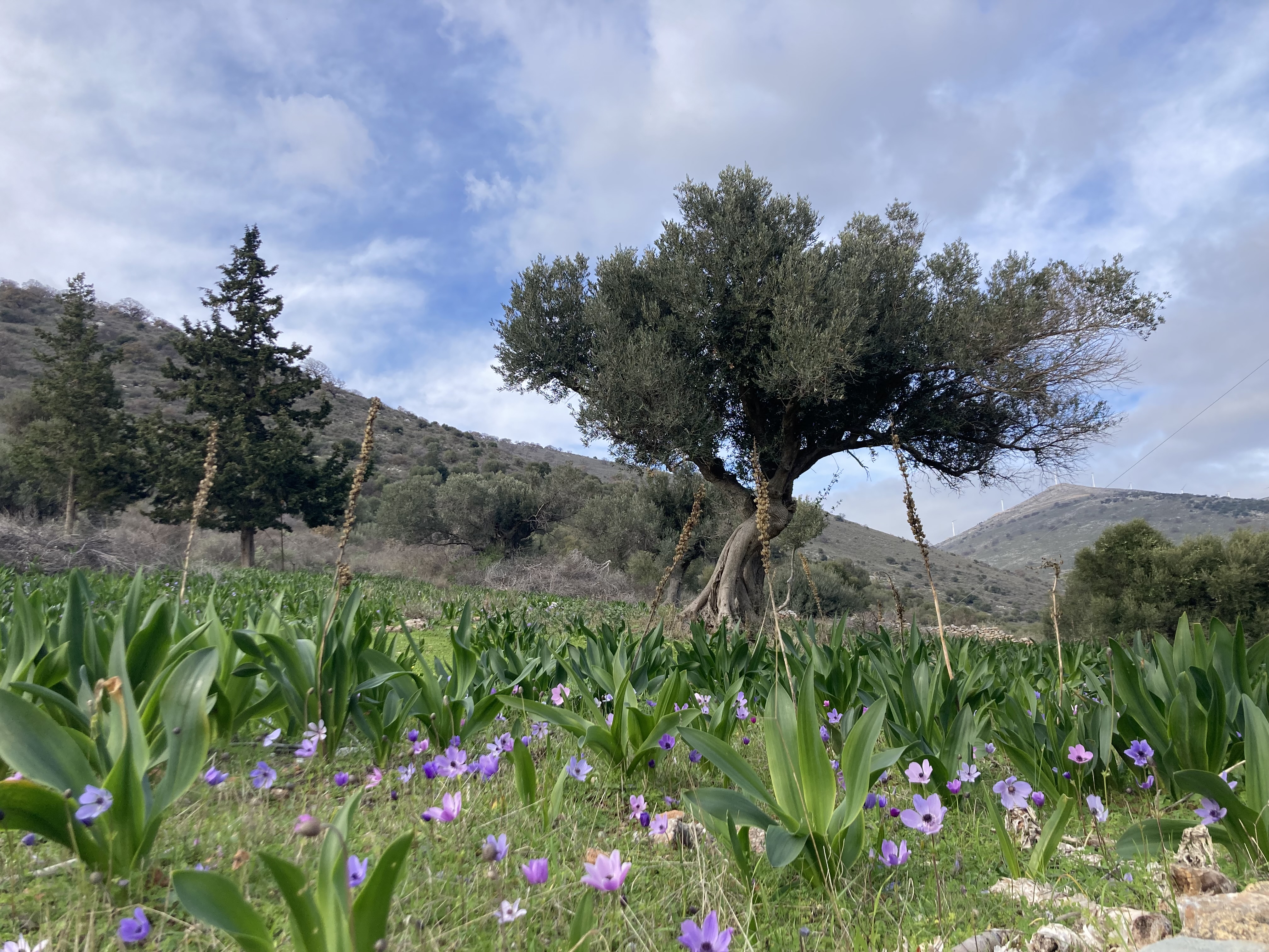 Πρακτική Άσκηση στη Συμπόνια - ανοιχτή συνάντηση